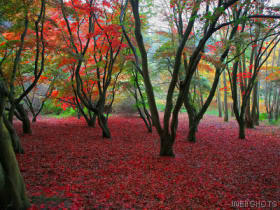 autumncolourswinkworth.jpg