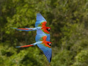 macawsflightbrazil.jpg